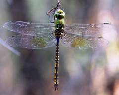 Anax indicus