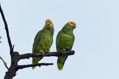 Yellow-Headed Amazon photo 3