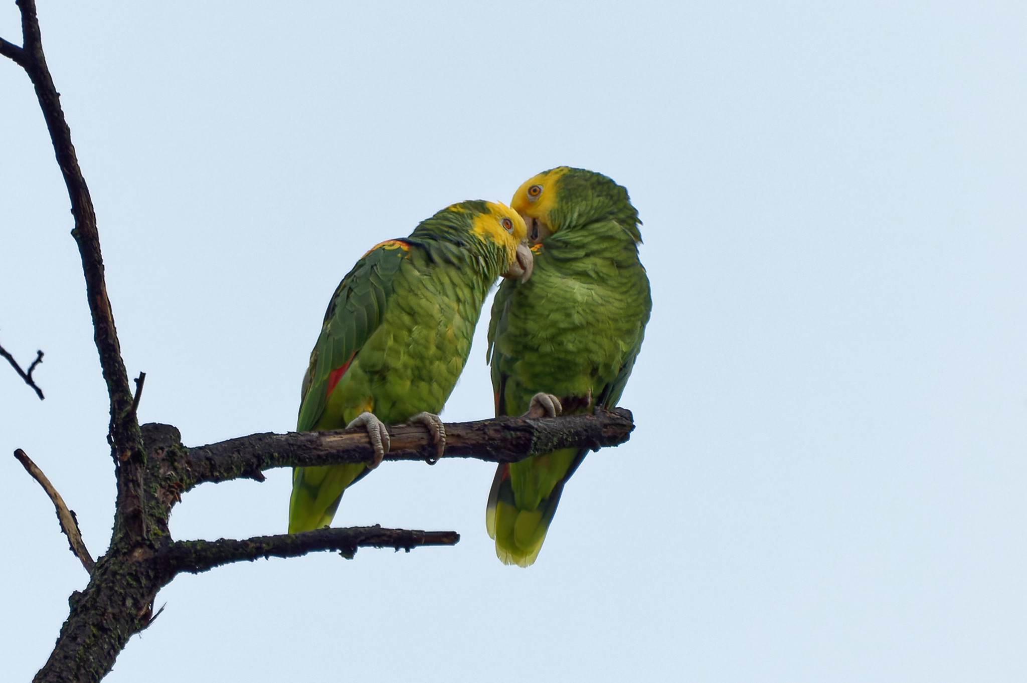 Yellow-headed Amazon (Amazona oratrix)