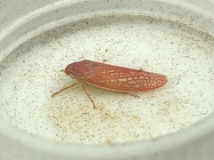 Gyponana gladia