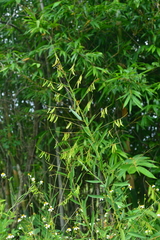 Codariocalyx motorius