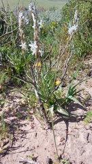 Chlorophytum triflorum