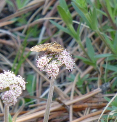 Epirrhoe plebeculata