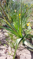 Chlorophytum triflorum