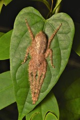 Pandercetes nigrogularis