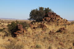 Diospyros austro-africana