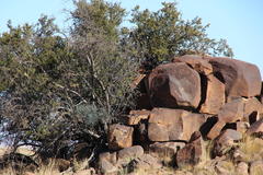 Diospyros austro-africana