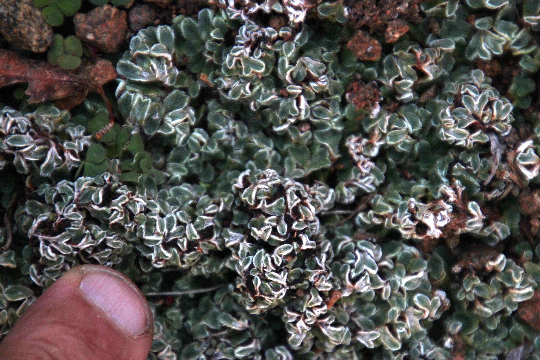Riccia albovestita