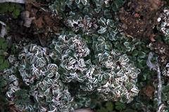 Riccia albovestita