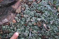 Riccia albovestita