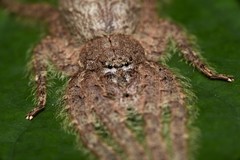 Pandercetes nigrogularis