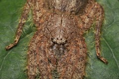 Pandercetes nigrogularis