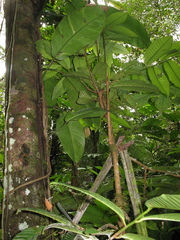 Philodendron heleniae