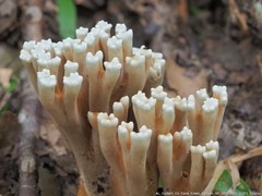 Ramaria grandis
