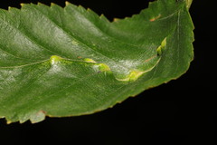 Eriophyes leionotus