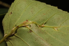 Eriophyes leionotus