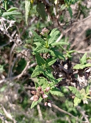 Aristeguietia salvia