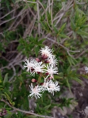 Aristeguietia salvia