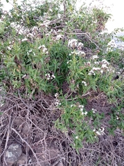 Aristeguietia salvia