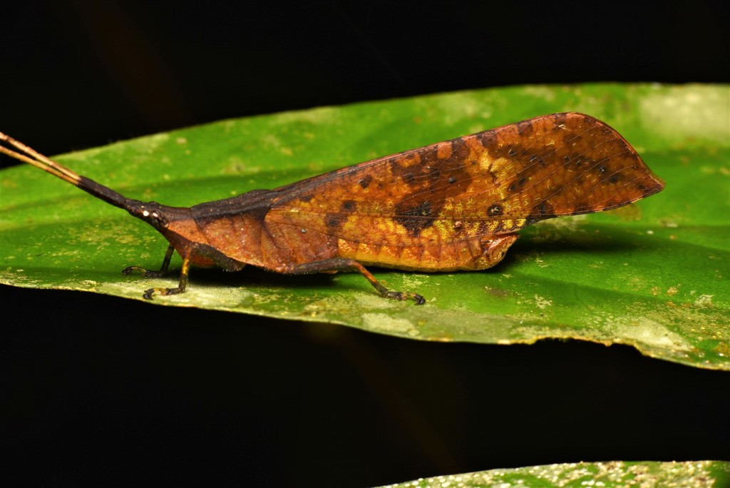 leaf grasshoppers