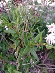 Aristeguietia salvia