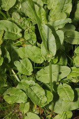 Bistorta officinalis