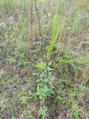 Silphium asperrimum