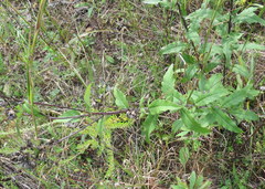 Silphium asperrimum