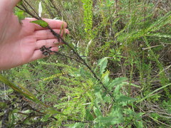 Silphium asperrimum