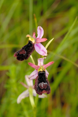 Ophrys bertolonii