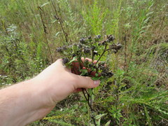 Silphium asperrimum