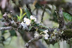 Rodriguezia granadensis