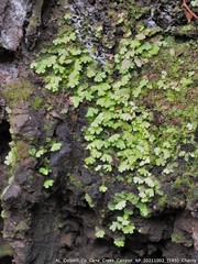 Adiantum pedatum