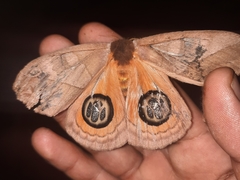 Automeris liberia