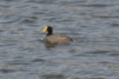 Fulica armillata