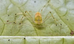 Scytodes pallida