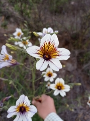 Salpiglossis sinuata