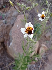 Salpiglossis sinuata