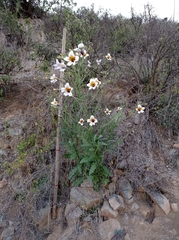 Salpiglossis sinuata