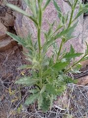 Salpiglossis sinuata