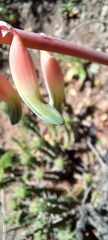 Gasteria carinata