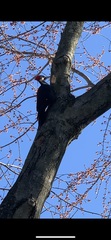 Dryocopus pileatus