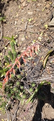 Gasteria carinata