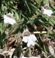 Diclis petiolaris