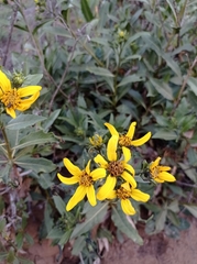 Flourensia thurifera