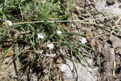 Diclis petiolaris