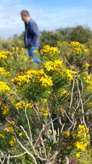 Euryops linifolius