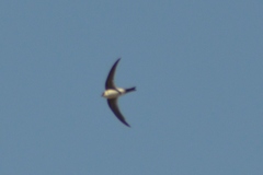 Aeronautes andecolus