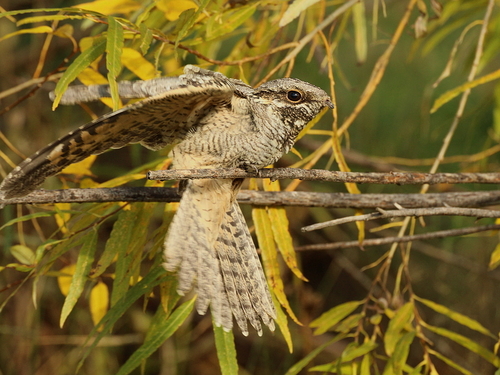 Eurasian Nightjar (Caprimulgus europaeus)