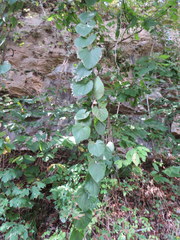 Aristolochia tomentosa
